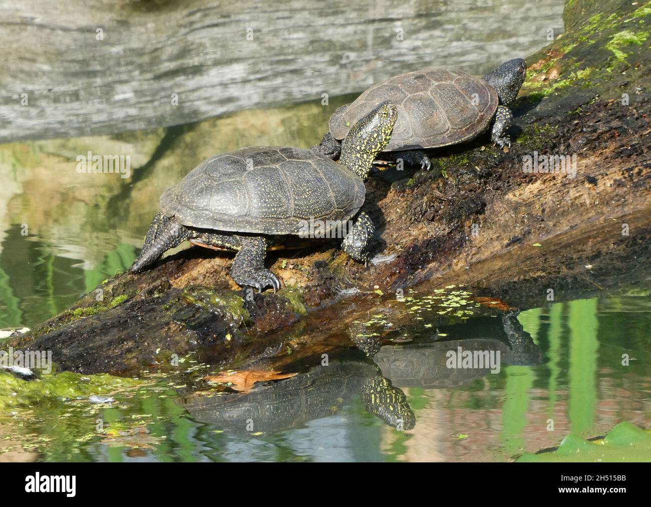 Due tartarughe laghetto europee sedute su un tronco d'albero dietro l'altra. Emys orbicularis, stagno europeo terrapin o o tartaruga laghetto europeo. Foto Stock