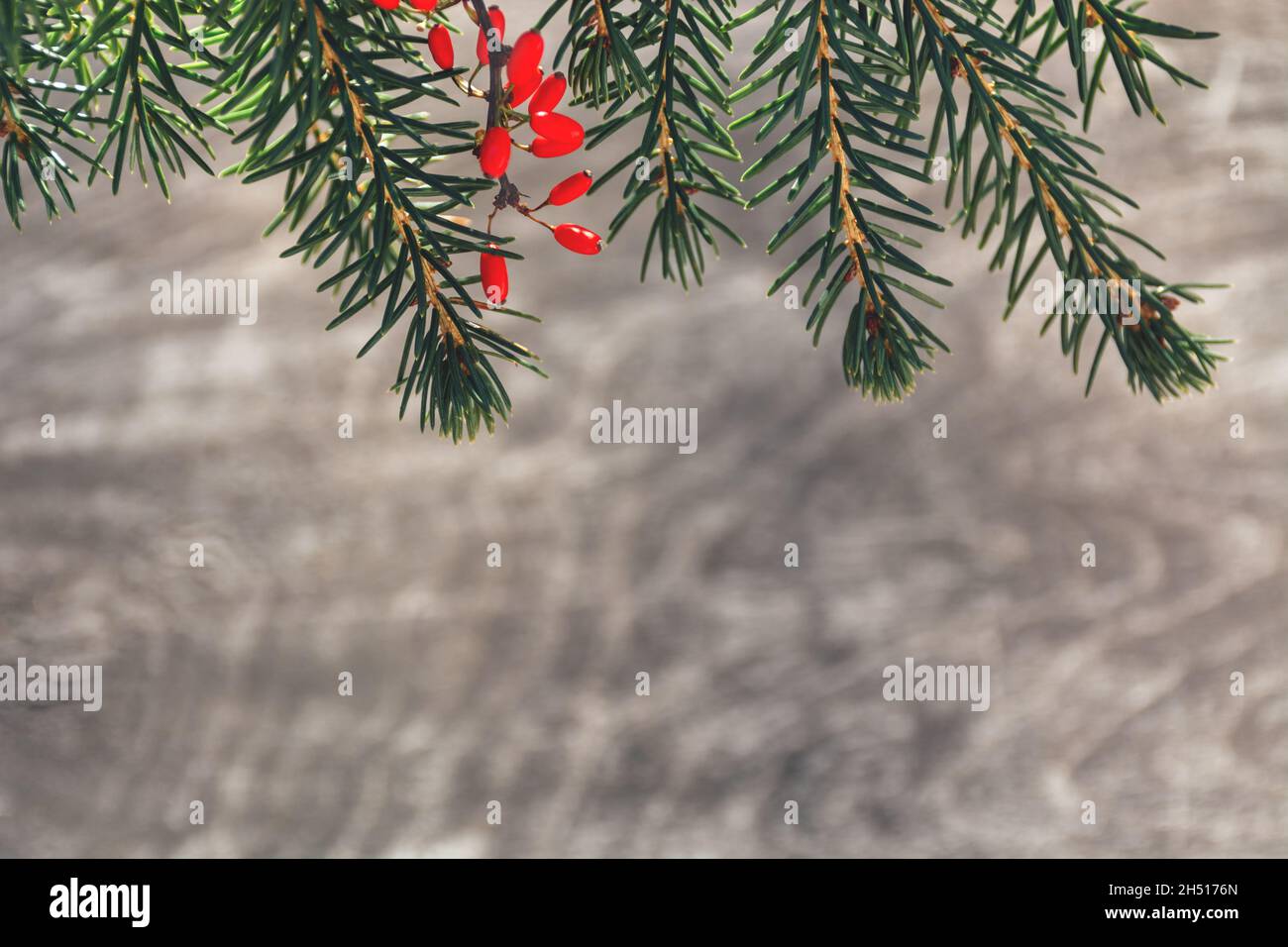 Natale e Capodanno concetto. Rami verdi di albero di Natale e bacche rosse su sfondo ondulato sfocato albero. Cartoline orizzontali, spazio di copia. Foto Stock