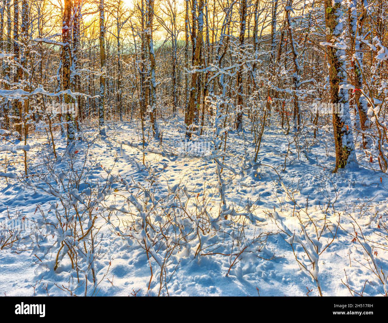 Inverno fiaba sera foresta Foto Stock