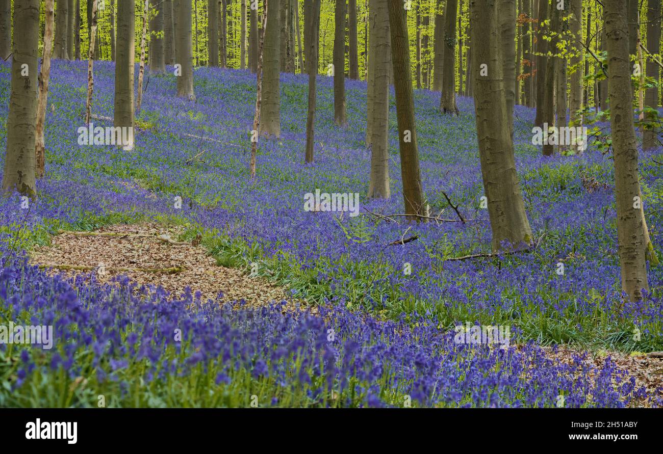 Bluebells (Hyacinthoides non-scripta) in Hallerbos beech Forrest in una mattinata nebbia in primavera Foto Stock