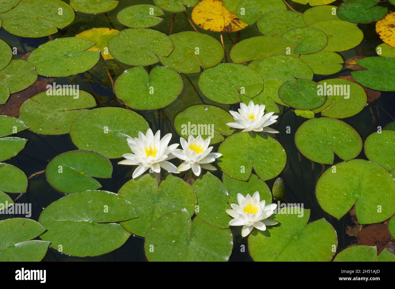 Ninfee piante acquatiche dai colori delicati, simbolo di purezza. Foto Stock