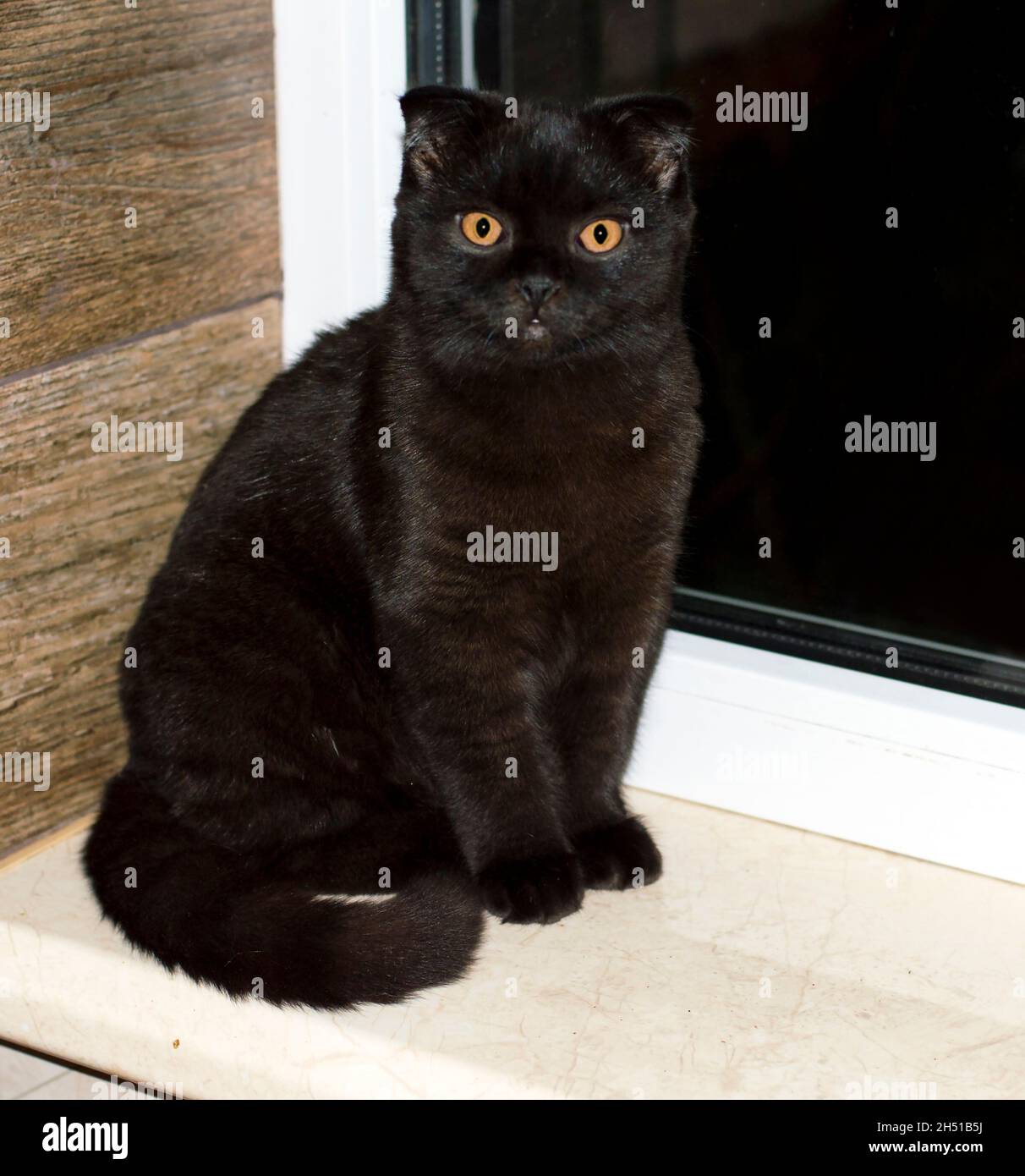 Gatto scozzese sul davanzale, il tema dei gattini domestici Foto Stock