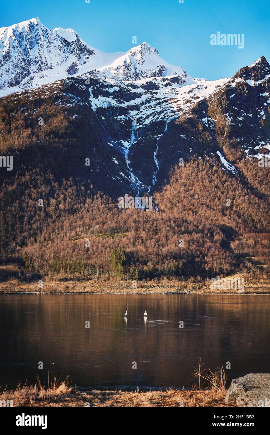 Oche su un fiordo ghiacciato, Storfjorden, Norvegia Foto Stock