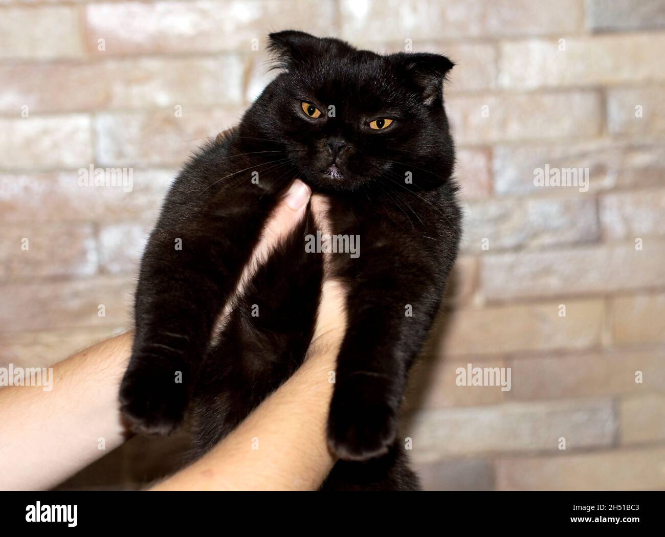 Gatto scozzese scuro sullo sfondo di un muro di mattoni, il tema dei gatti domestici Foto Stock