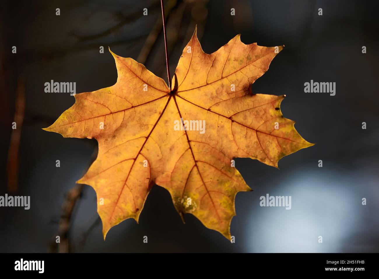 Ultimo cadere foglie di acero giallo in rami Foto Stock