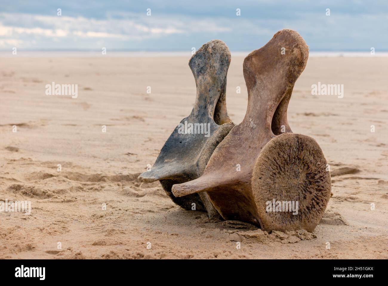 Due vertebre di balena lavate a riva sulla spiaggia Foto Stock