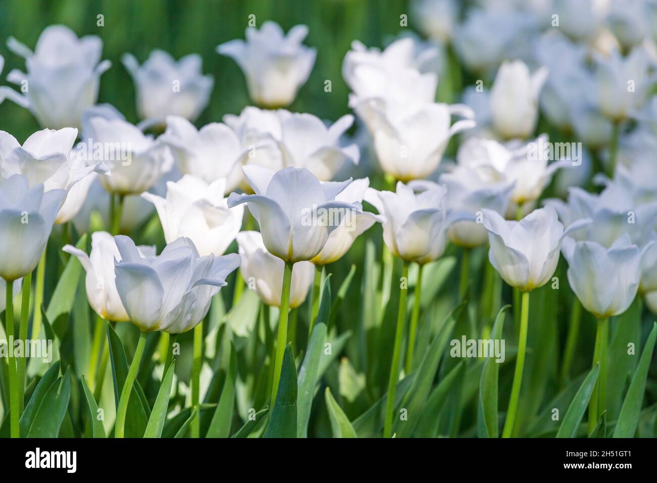 Primo piano di bellissimi tulipani bianchi luminosi e colorati in fiore su un grande aiuole nel giardino della città o campo di fattoria di fiori in primavera. Pasqua di primavera Foto Stock