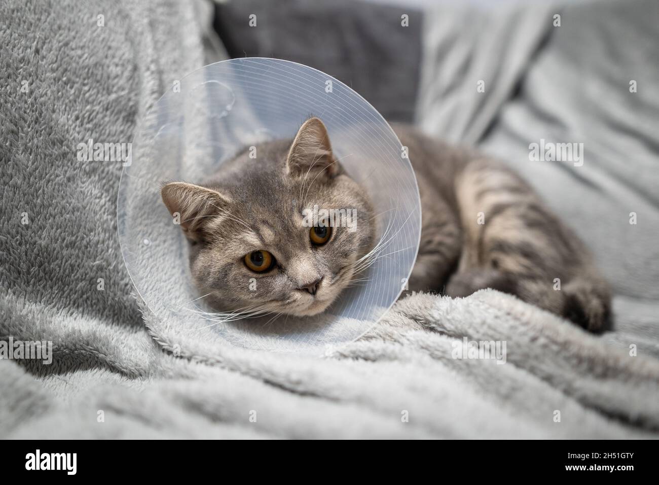 Stanco gatto grigio razza scozzese diritto di riposo con cono veterinario dopo l'intervento chirurgico a casa sul divano. Concetto di salute animale. Dopo l'intervento chirurgico Cat Foto Stock