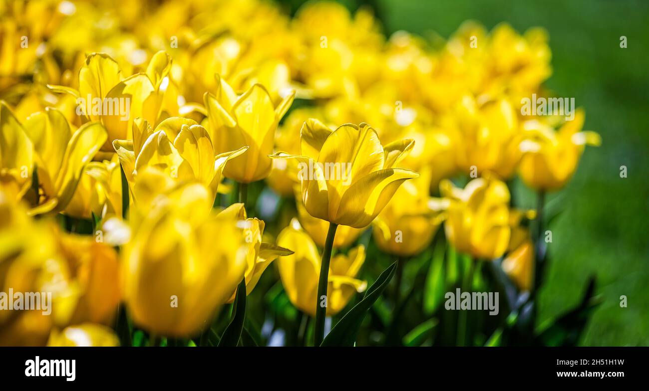 Primo piano di bellissimi tulipani gialli in fiore su un grande aiuole nel giardino della città o campo di fattoria di fiori in primavera. Pasqua di primavera Foto Stock