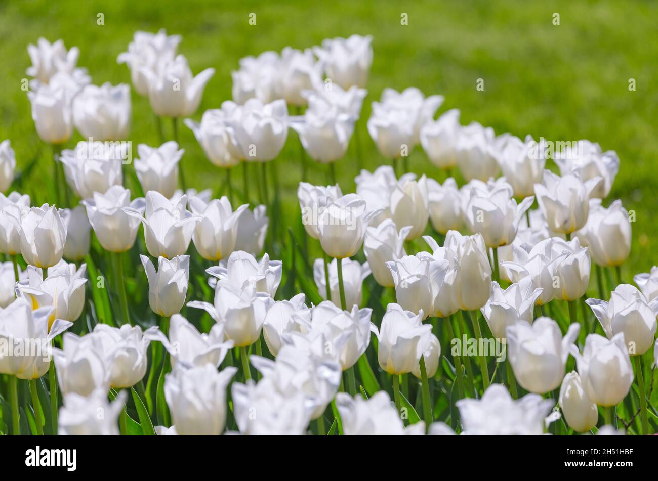 Primo piano di bellissimi tulipani bianchi luminosi e colorati in fiore su un grande aiuole nel giardino della città o campo di fattoria di fiori in primavera. Pasqua di primavera Foto Stock