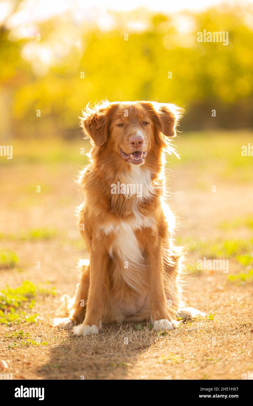 Bella razza di cani Golden Retriever in posa all'esterno Foto Stock