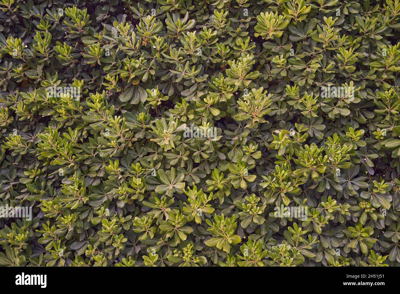 Texture di copertura Pittosporum, lussureggiante arbusto fogliame. Foto Stock