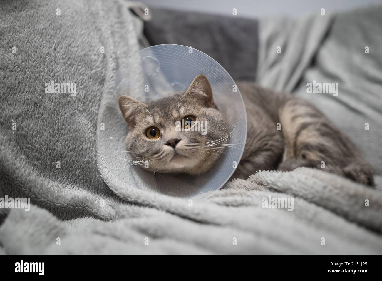 Gatto scozzese grigio dalle orecchie dritte in un colletto veterinario platsik dopo un intervento chirurgico è triste a casa sul divano. Gatto esausto di razza britannica con veterinario Foto Stock
