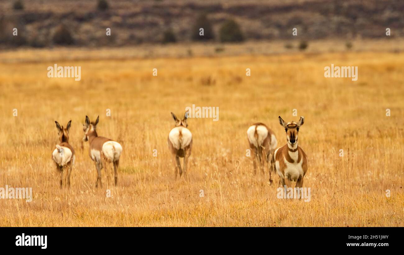 L'antilope americana di Pronghorn nella contea di Lassen, California, USA guardando verso la macchina fotografica mentre altri membri del suo gregge si allontanano. Foto Stock