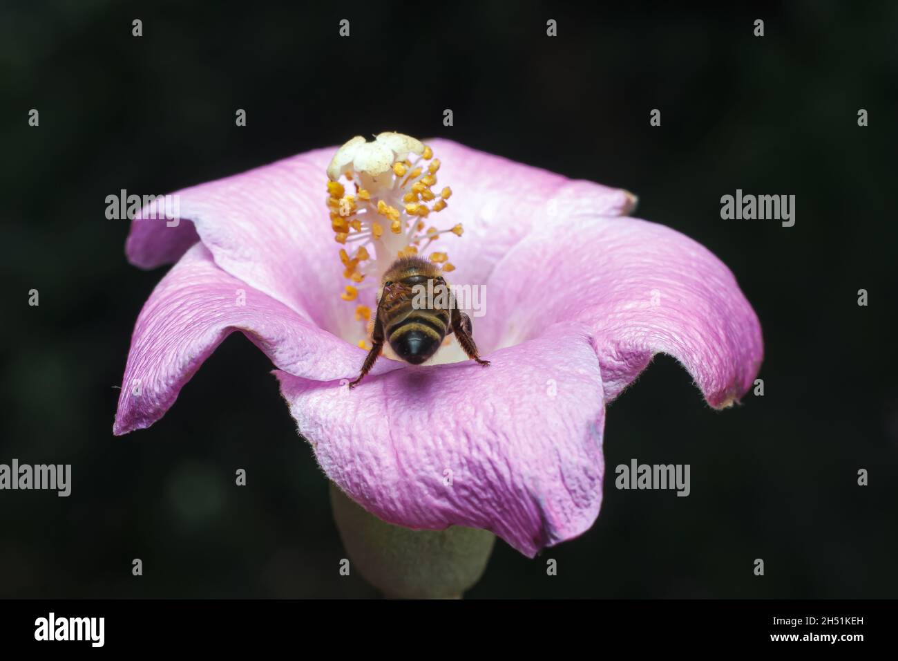 Un'ape visto succhiare nettare e impollinare un fiore selvatico su un giardino privato lungo la casa di stato Road.There sono molte specie differenti di api nel mondo. Alcune specie di api da miele sono conservate per impollinazione e produzione di miele e medicinali. In Kenya la specie più importante è chiamata l'ape o API mellifera. Questa è la specie di api che è familiare agli agricoltori, hanno importanza culturale e ambientale come impollinatori. Il movimento del polline tra le piante è necessario per la riproduzione e la fecondazione delle piante, sia le api selvatiche che quelle d'allevamento controllano la crescita e la qua Foto Stock