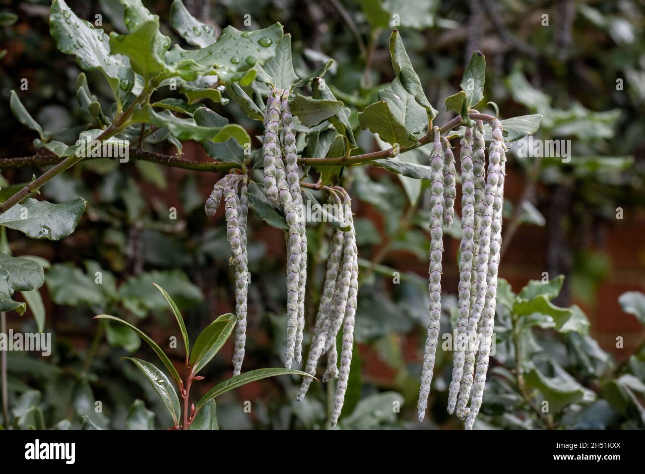 Trailing Garrya ellittica James Roof fiori in inverno Foto Stock