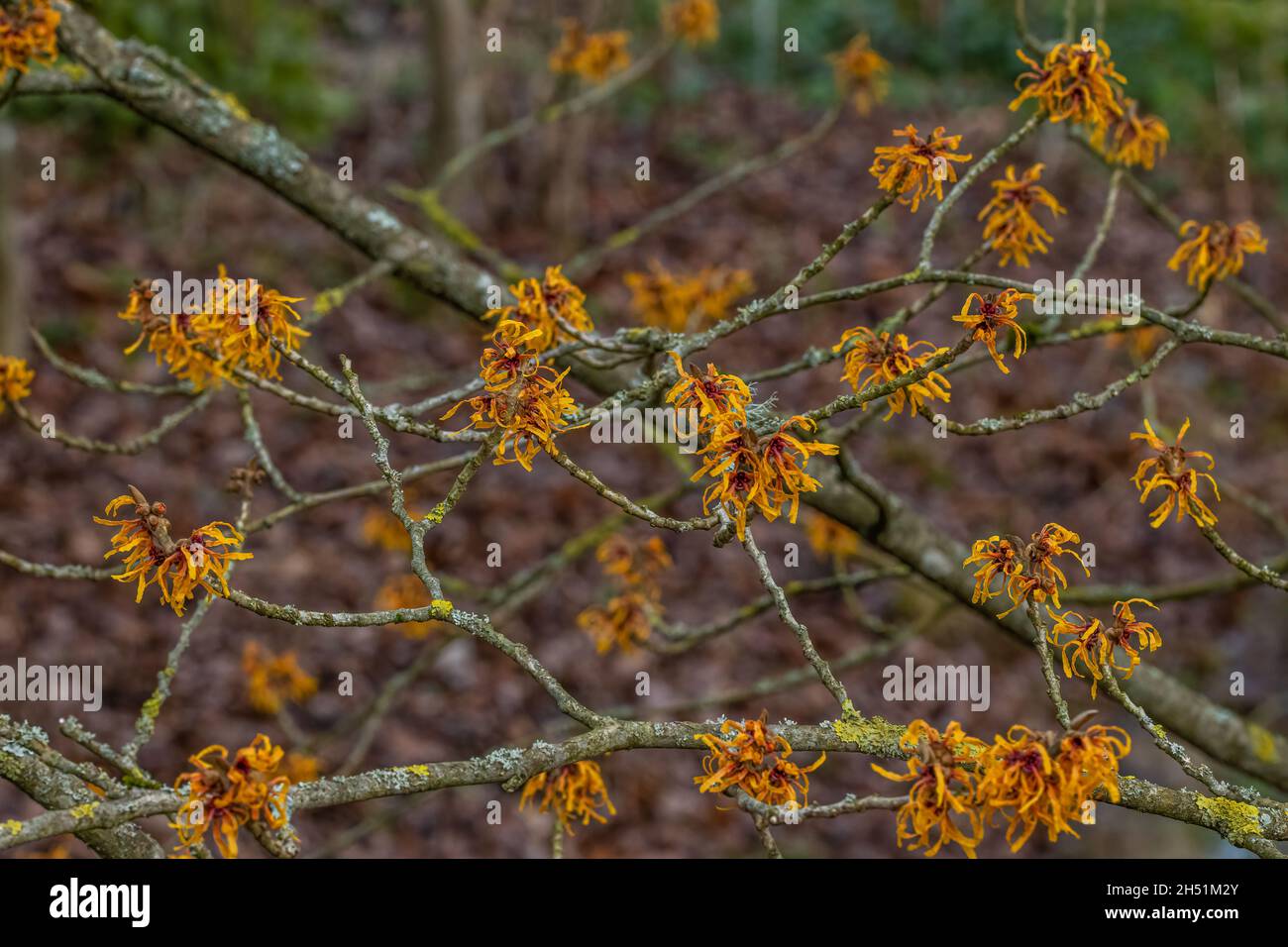 Un gruppo di fiori arancioni Hamamelis x intermedia Orange Peel in inverno Foto Stock