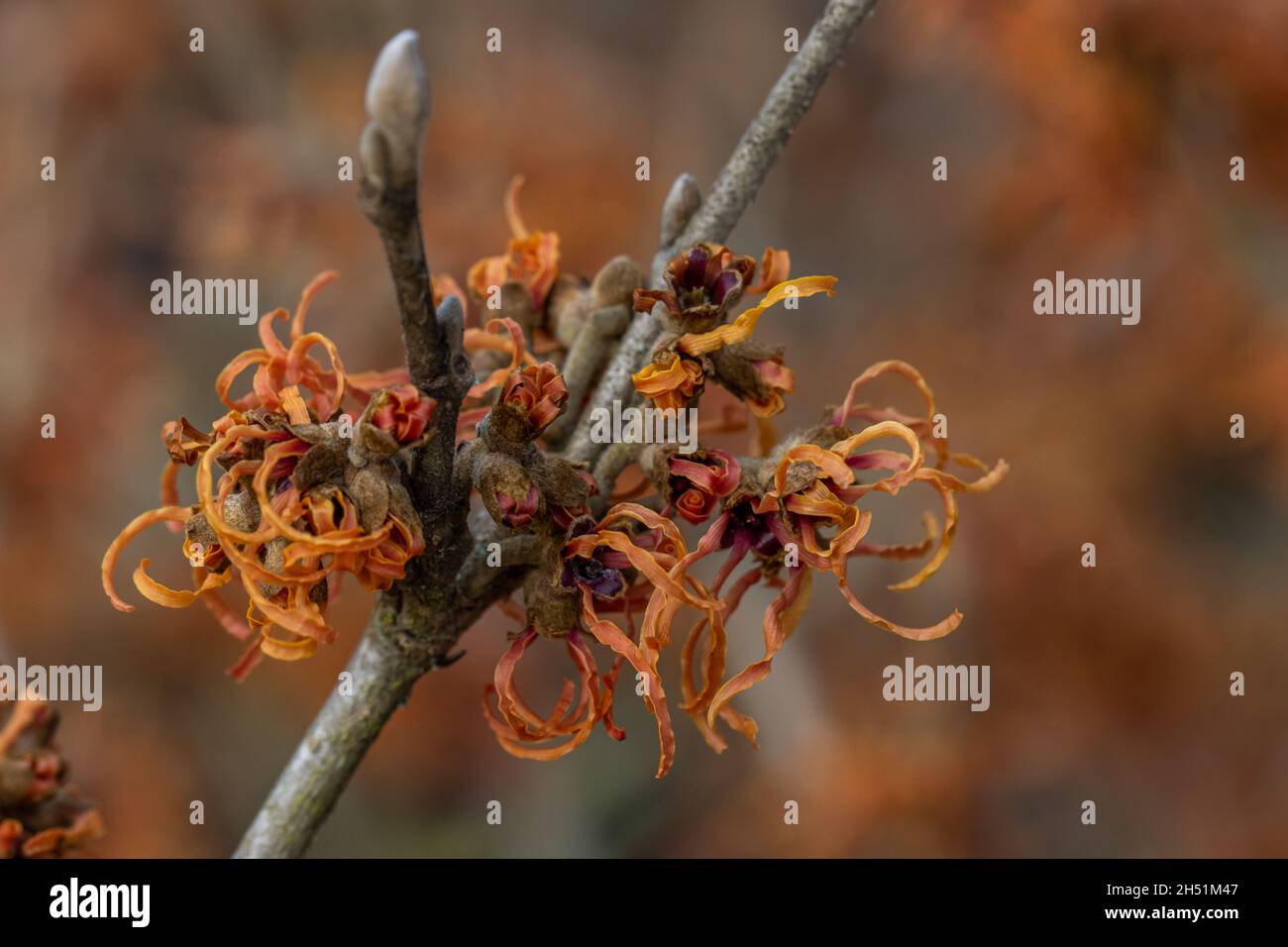 Singolo Hamamelis x intermedia Robert fiore in inverno Foto Stock