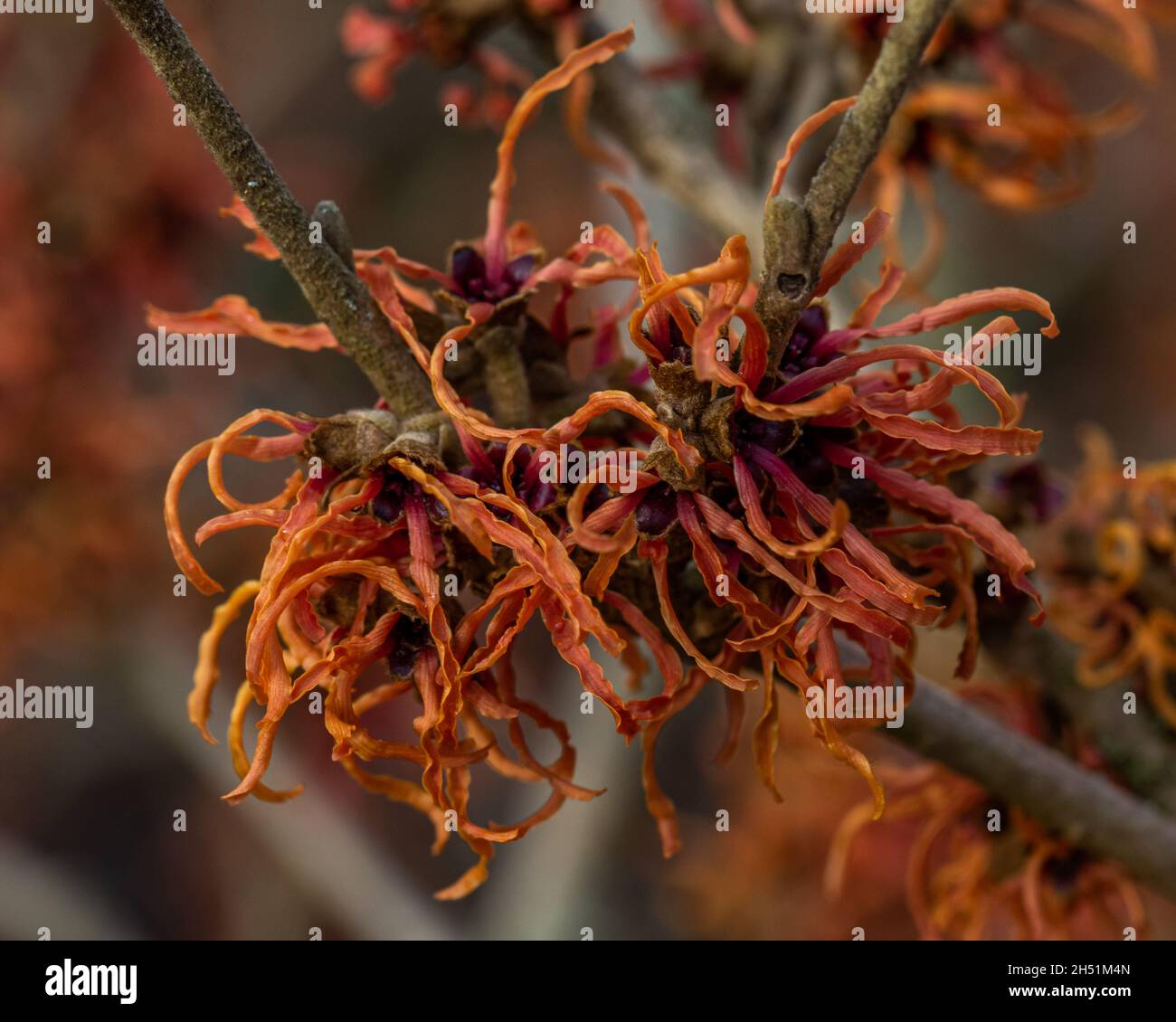 Grande Hamamelis x intermedia Robert fiore in inverno Foto Stock