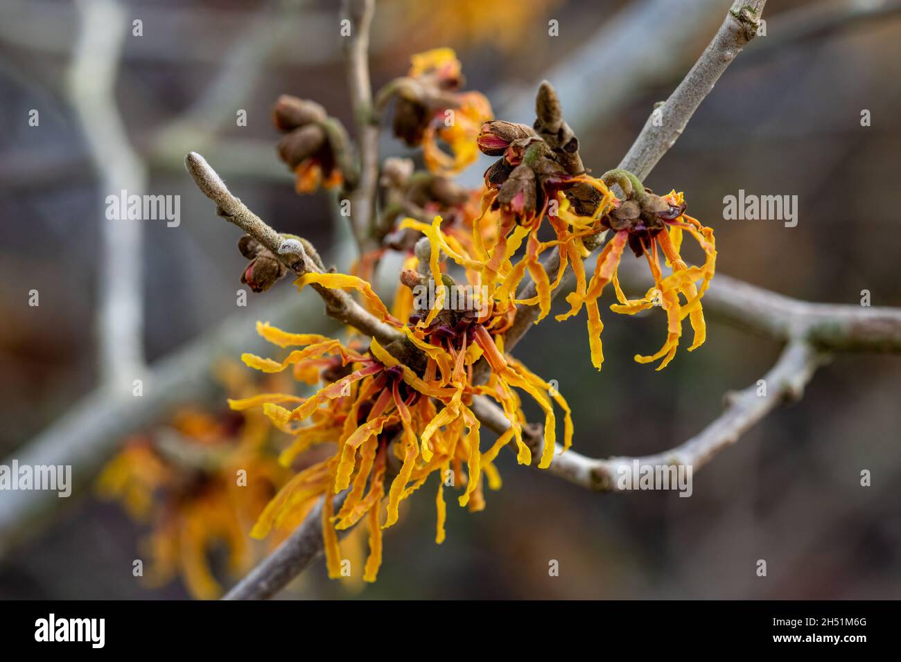 Ramo di Hamamelis x intermedia Vesna fiori in inverno Foto Stock