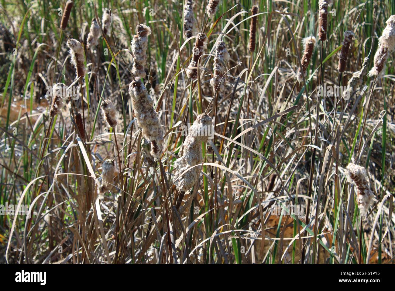 Field of Cat Tails, Anniston, Alabama Foto Stock