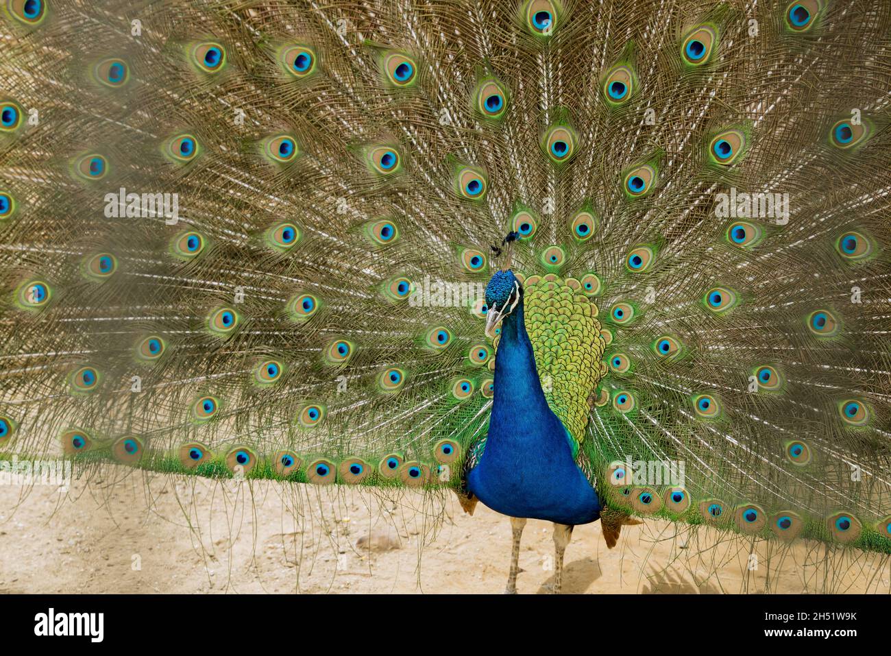 Bellissimo pavone blu colorato con coda aperta. Primo piano. Foto Stock