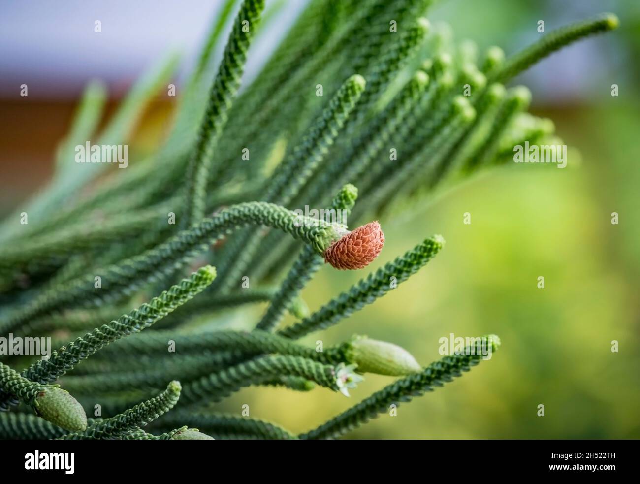 Primo piano di giovani coni maschi sul ramo di albero sempreverde di conifere Araucaria columnaris, la barriera corallina araucaria, Cook Pine, New Caledonia Pine, Coo Foto Stock