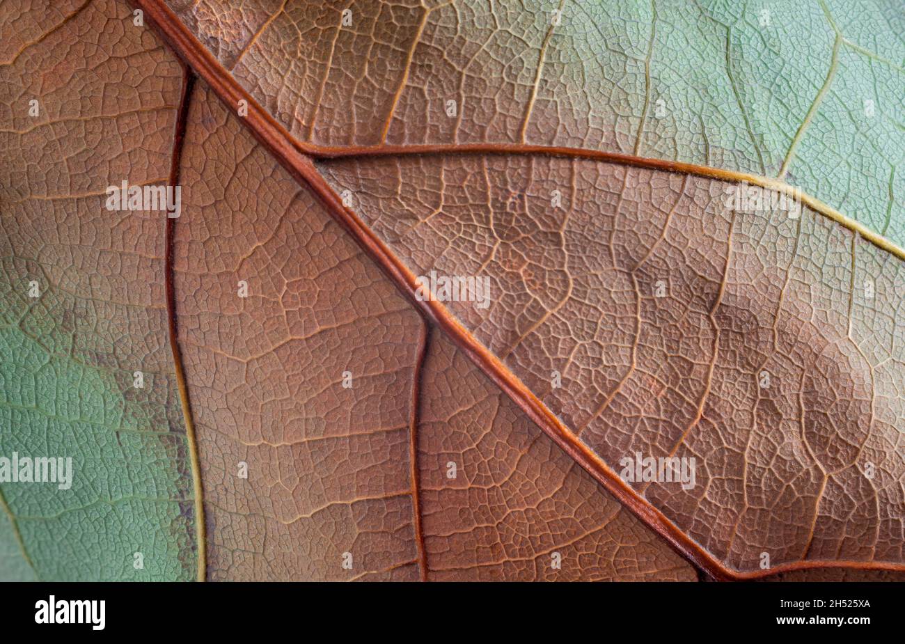 trama di fondo a foglie secche, astratto di toni rossi, marroni e teali, vista closeup, macro Foto Stock