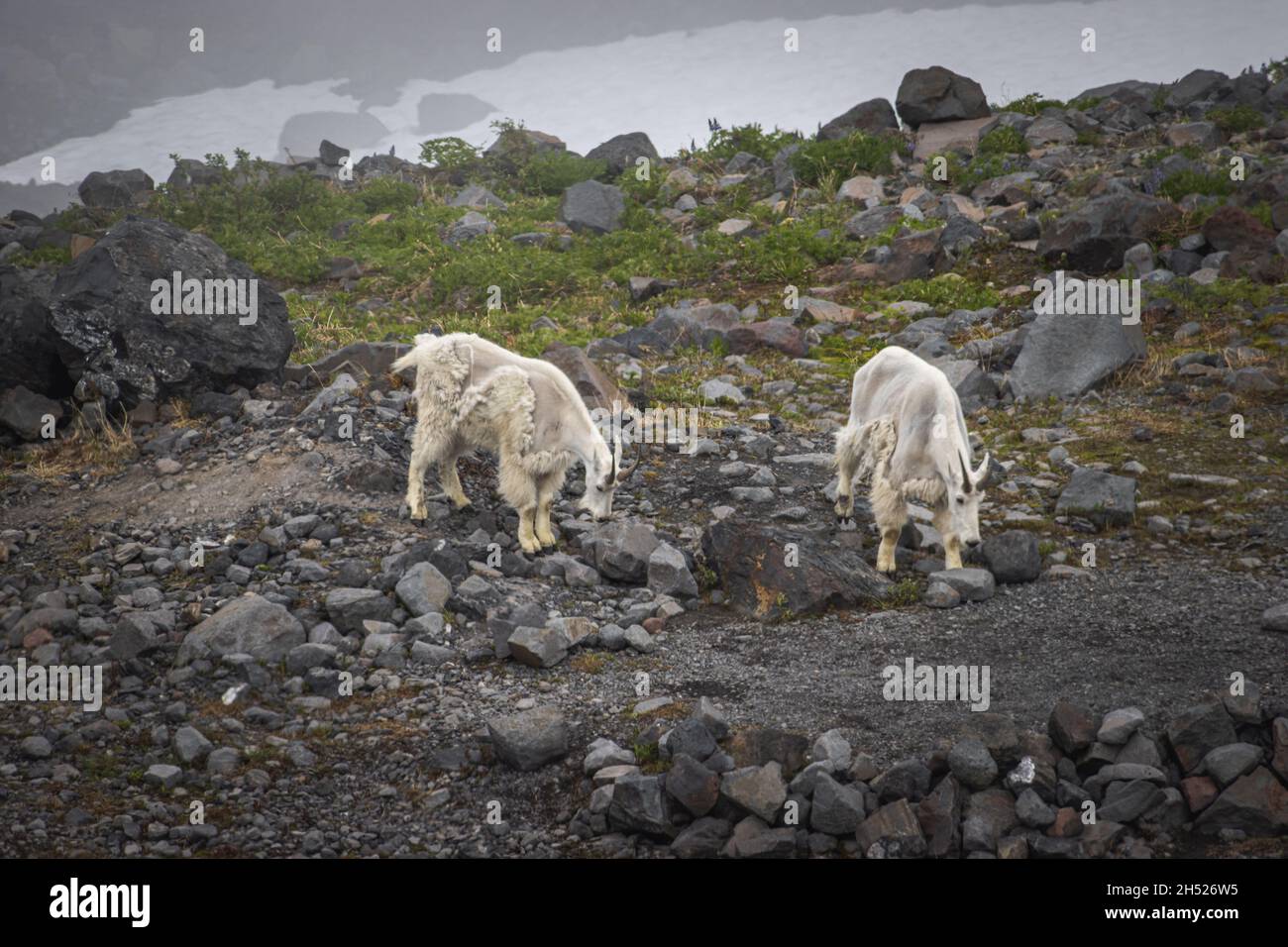 Due capre di montagna vanno a circa il loro commercio, capra di montagna sulla cima della montagna, capra di montagna va in alto nelle montagne sul vetro verde Foto Stock