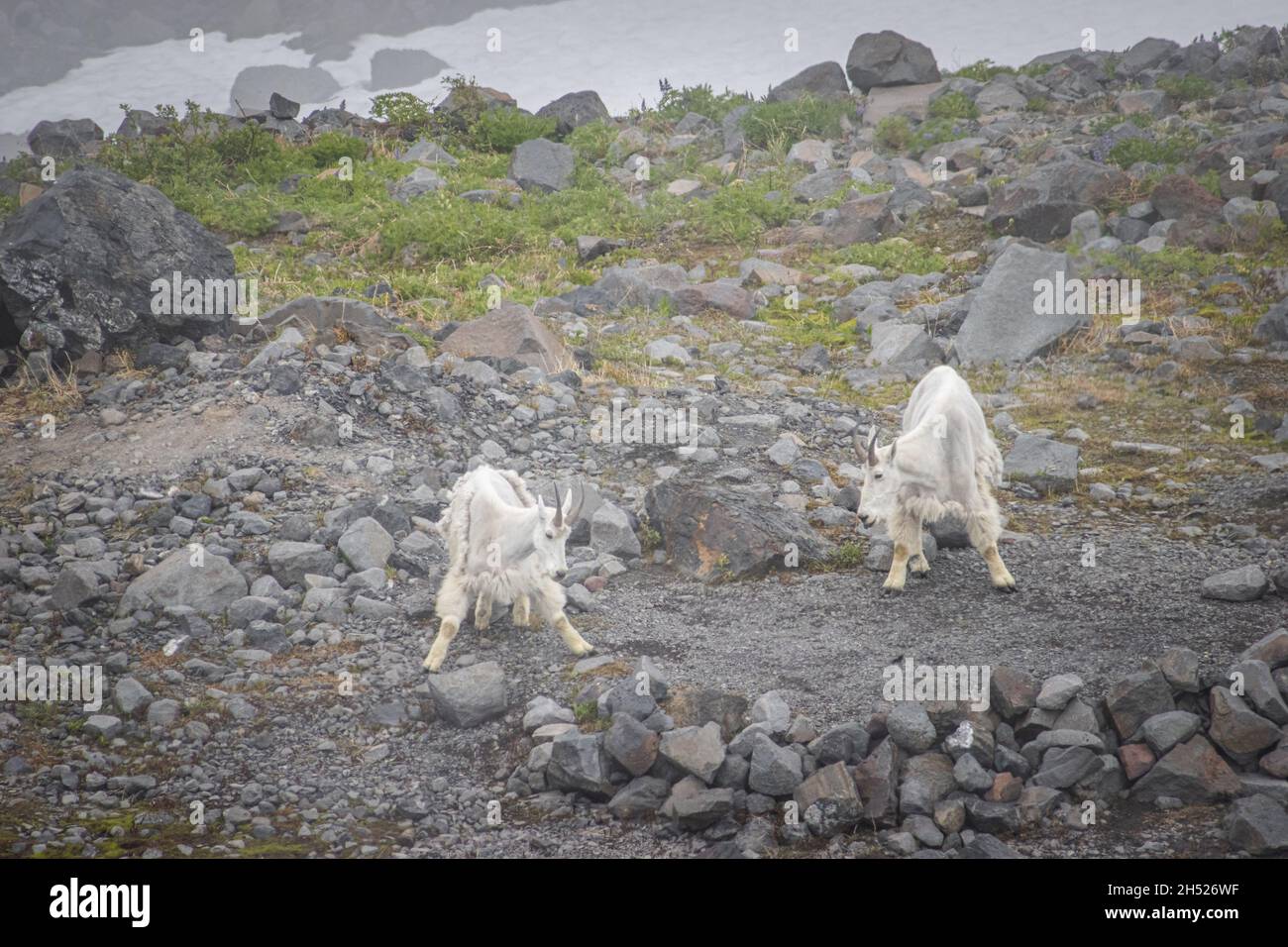 Due capre di montagna vanno a circa il loro commercio, capra di montagna sulla cima della montagna, capra di montagna va in alto nelle montagne sul vetro verde Foto Stock
