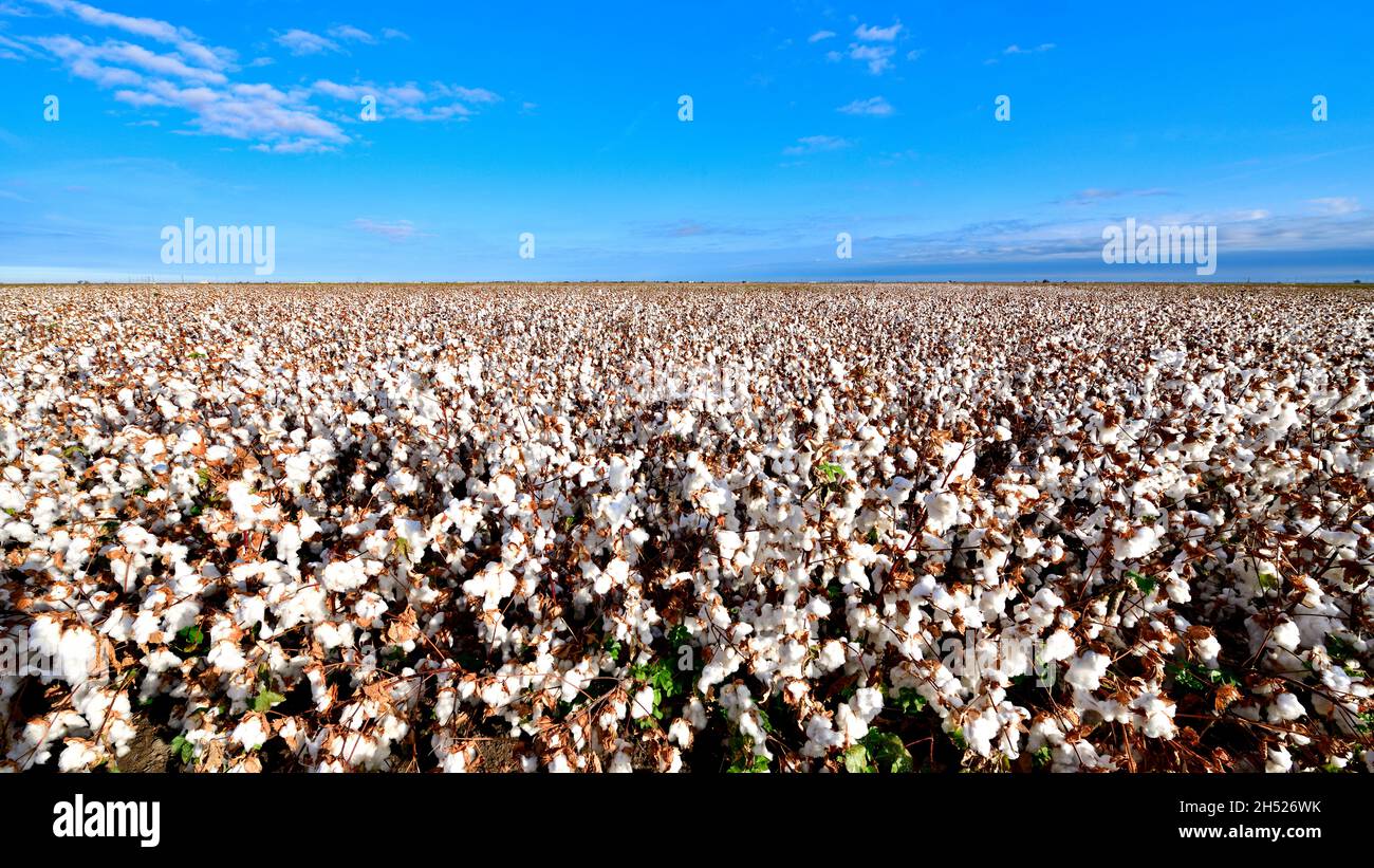 Campi di cotone bianchi a Los Banos, California Foto Stock