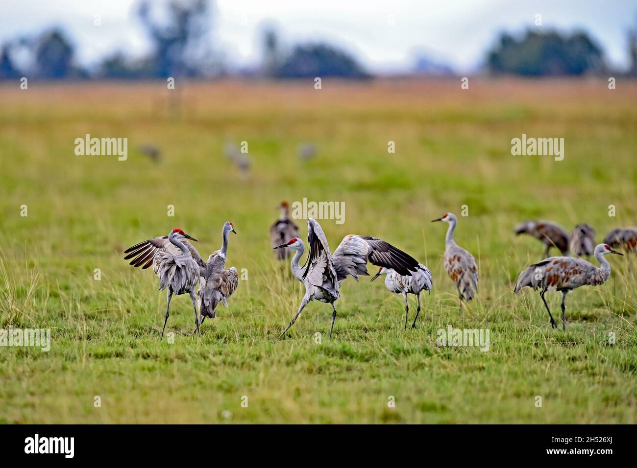 Gru minore di Sandhill - Antigone canadensis canadensis Foto Stock