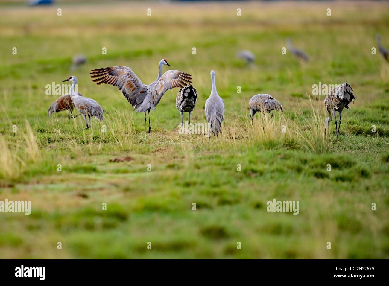 Gru minore di Sandhill - Antigone canadensis canadensis Foto Stock