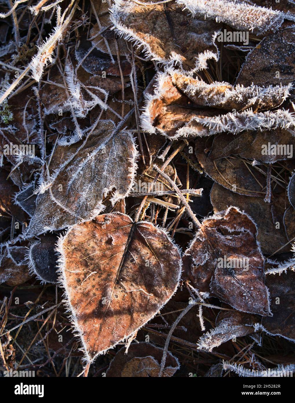 Gelo foglie coperte con la luce appollata in caduta da vicino. Foto Stock
