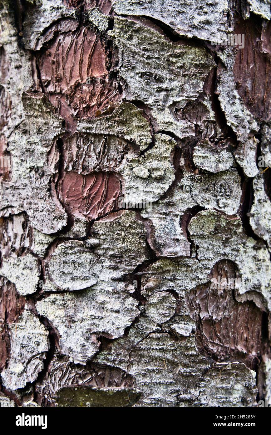 Primo piano di patterns ofa Sitka Spruce corteccia. Foto Stock