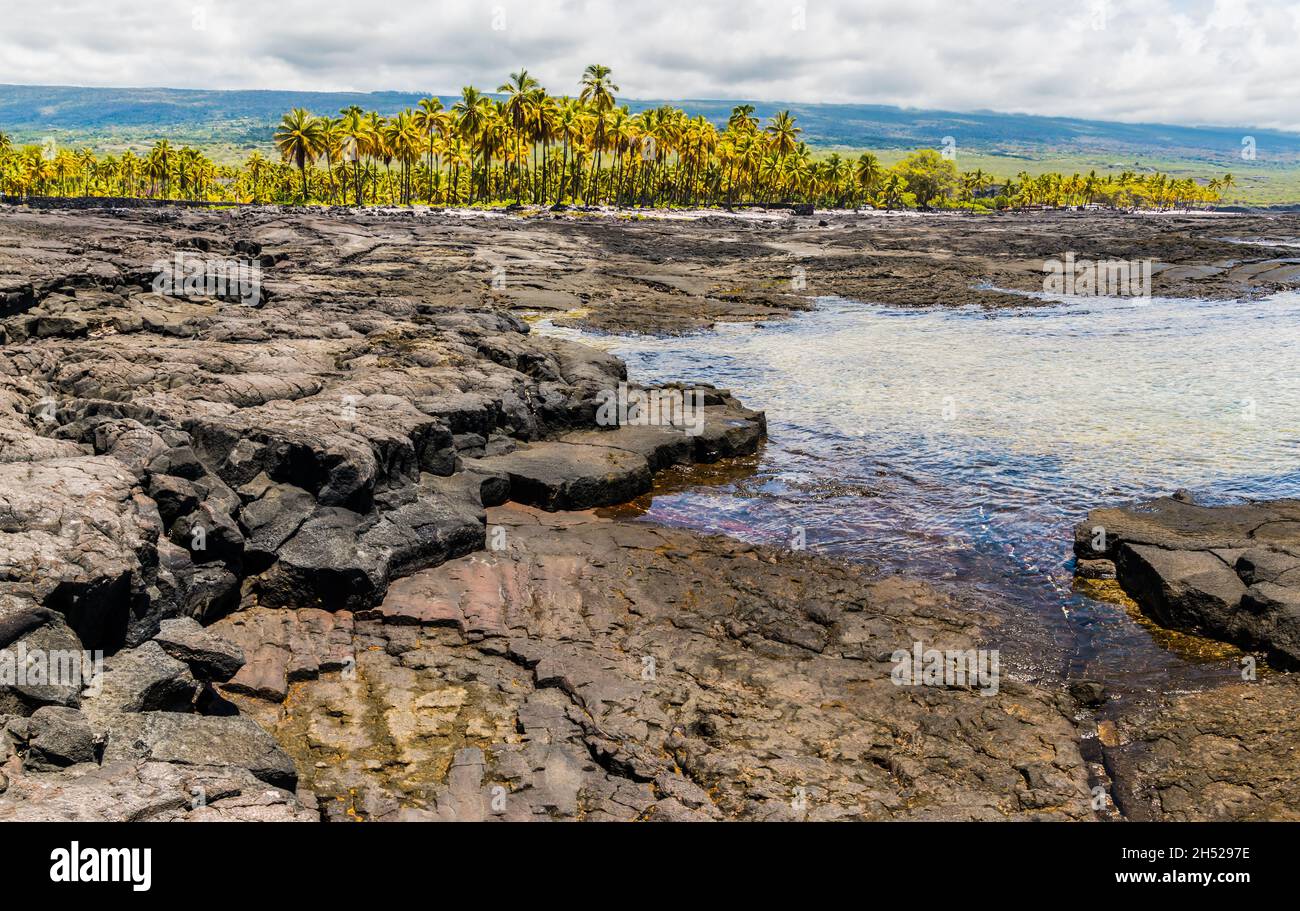 Alberi di palma e piscine di maree lungo la Black Lava Shoreline di Keoneele Cove a Puuhonua o Honaunau NHP, Hawaii Island, Hawaii, USA Foto Stock