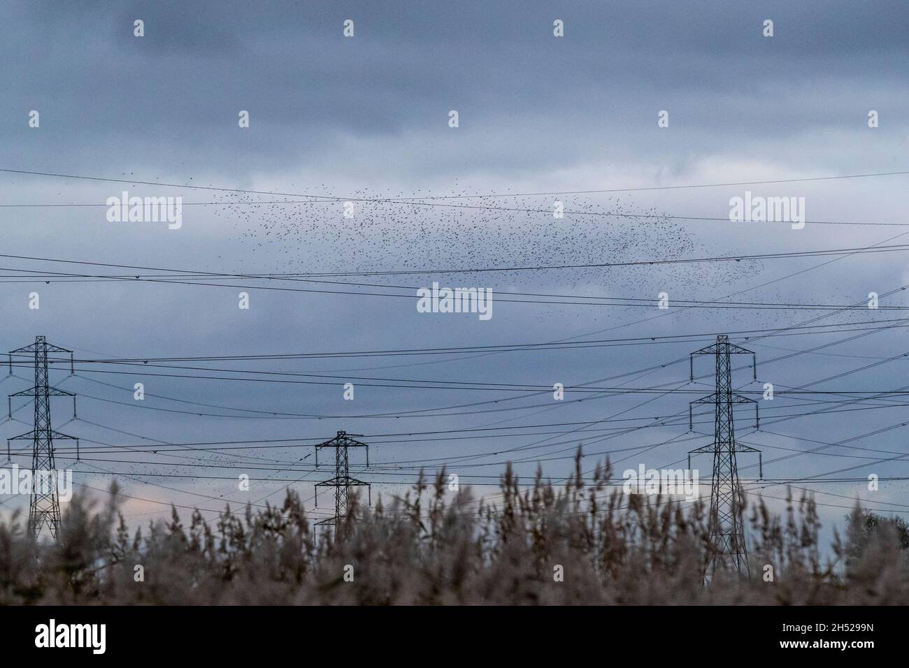 Starlings massa a RSPB Newport Wetlands. Ogni grande numero invernale esegue un balletto aereo sopra i letti di bordata Foto Stock