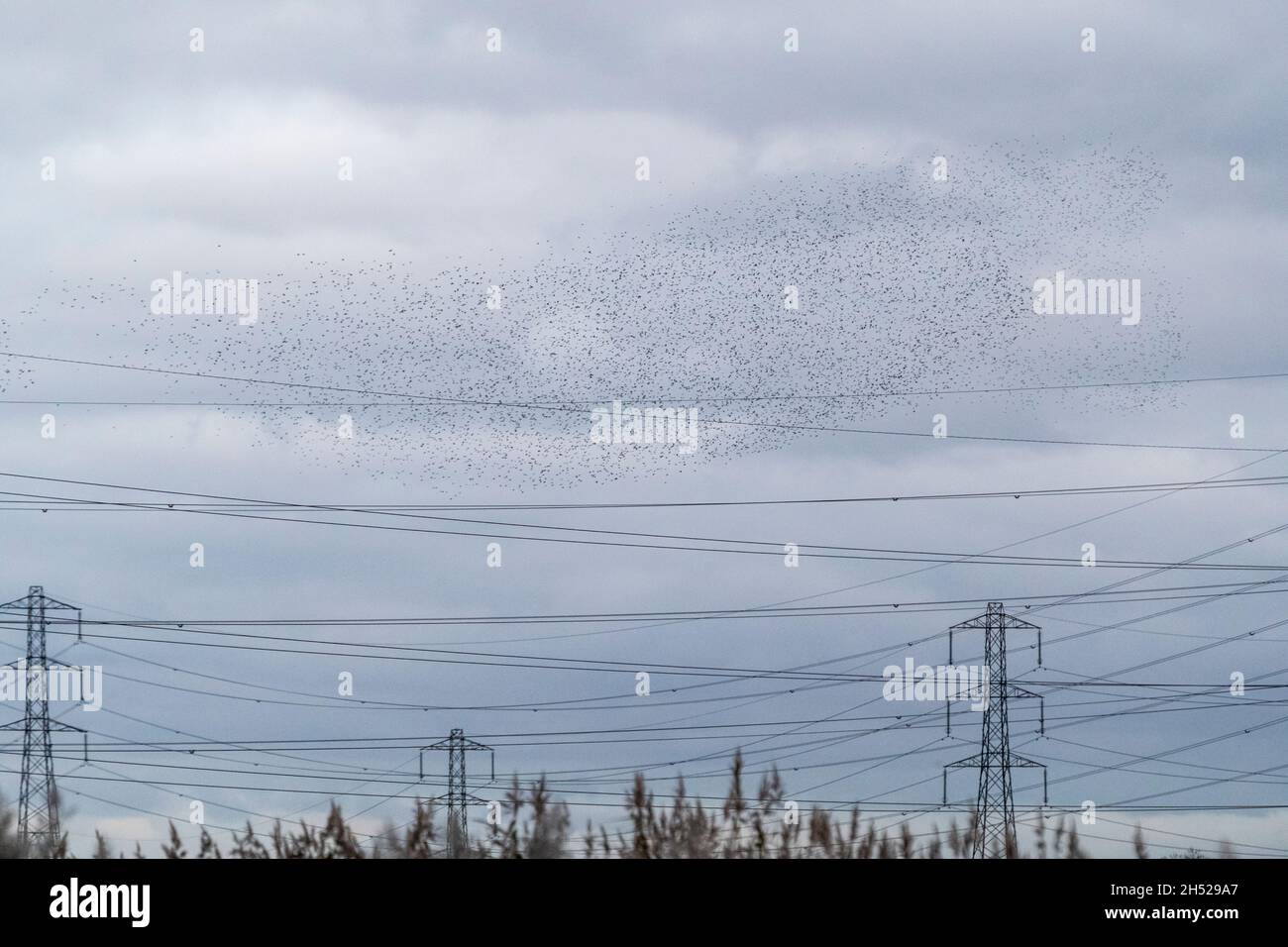 Starlings massa a RSPB Newport Wetlands. Ogni grande numero invernale esegue un balletto aereo sopra i letti di bordata Foto Stock