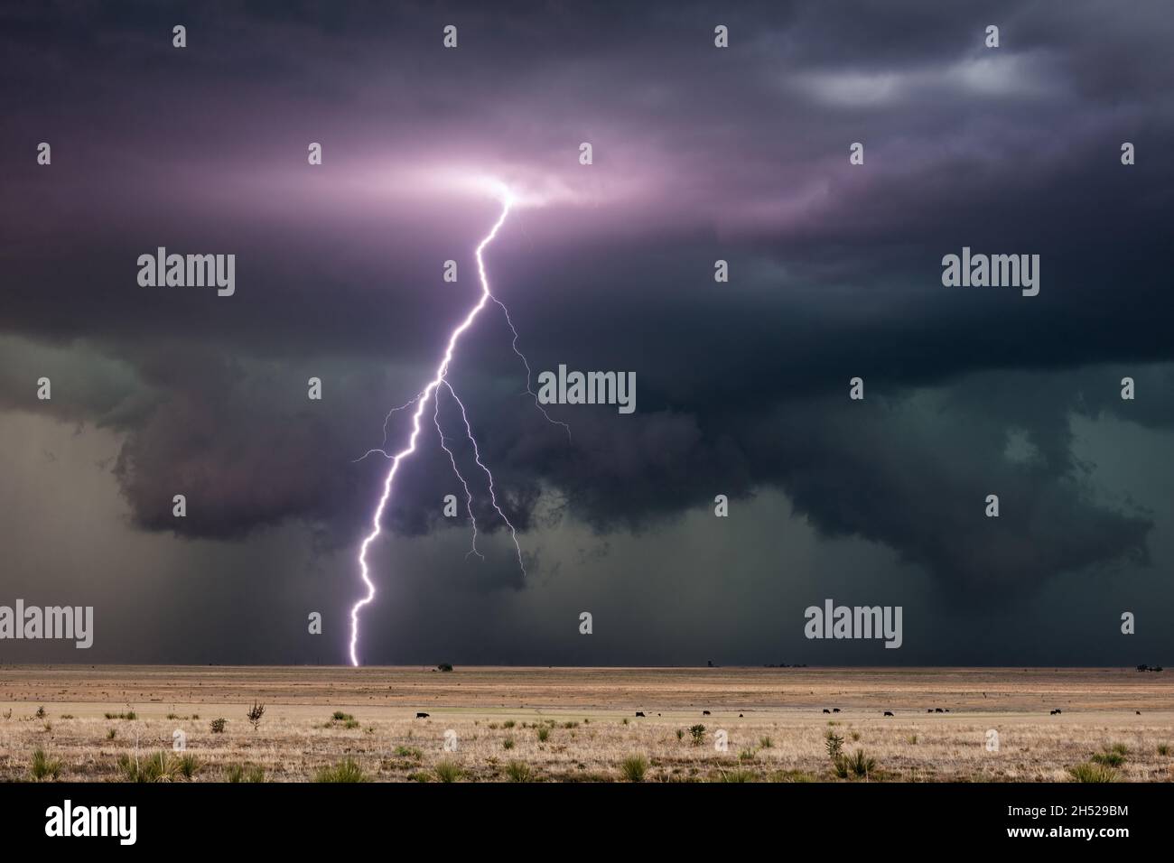 Fulmine e nuvole di tempesta scura in un temporale vicino a House, New Mexico Foto Stock
