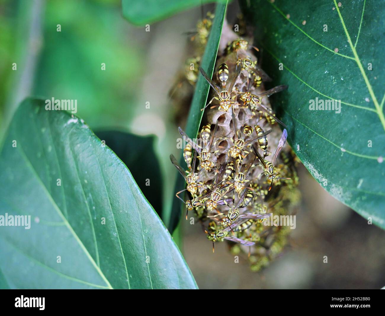 Orata di carta di YellowJacket orientale alveare in foglia verde pianta albero, Gruppo di corno europeo o Vespa comune in foresta, strisce gialle e nere sul bo Foto Stock