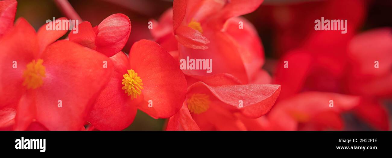 Primo piano di fiori rossi di Begonia in formato panorama in giardino a fine estate Foto Stock