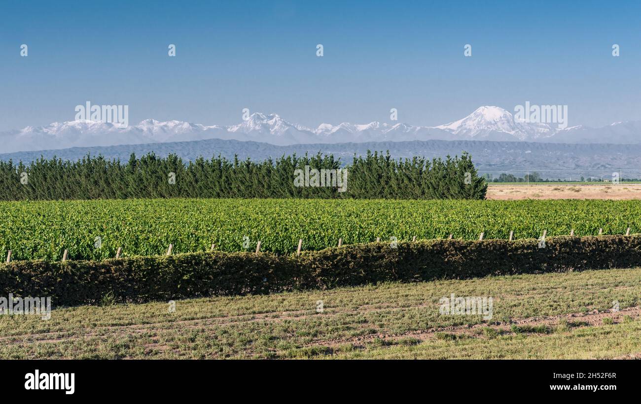 Vigneti a Mendoza, la regione vinicola e destinazione turistica dell'Argentina, con la catena montuosa delle Ande innevate sullo sfondo Foto Stock