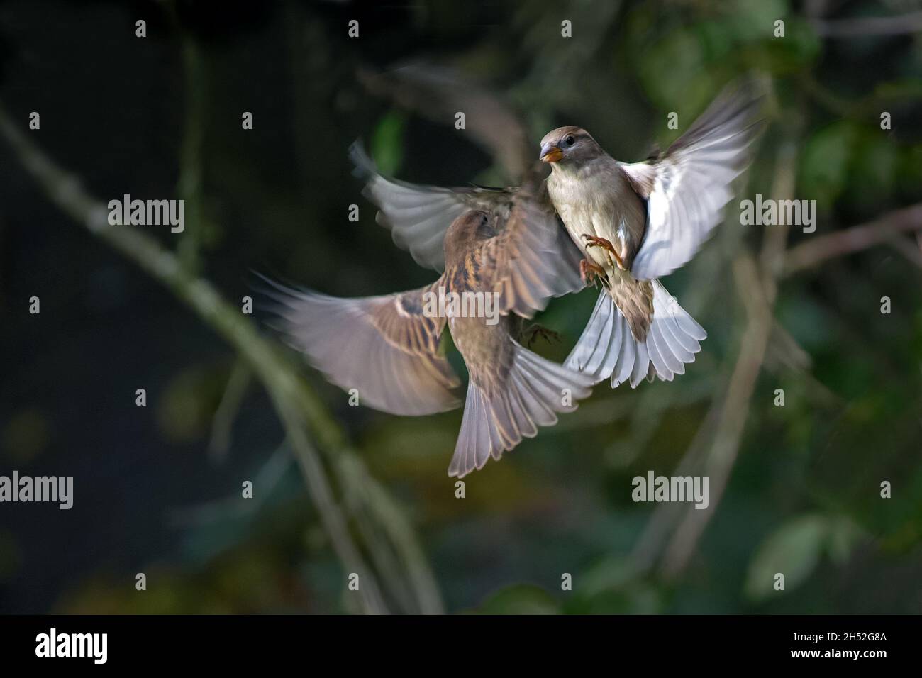 Due uccelli passerini volanti, le passerine Eurasian (Passer montanus), combattono l'uno con l'altro, il comportamento animale della fauna selvatica, dorso verde scuro Foto Stock