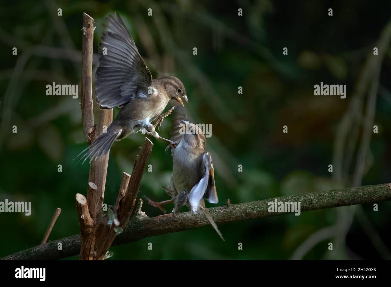 Litigi di uccelli passerini, due passeri di albero eurasiatico (Passer montanus) che combattono l'uno con l'altro in giardino, comportamento animale nella fauna selvatica, buio Foto Stock