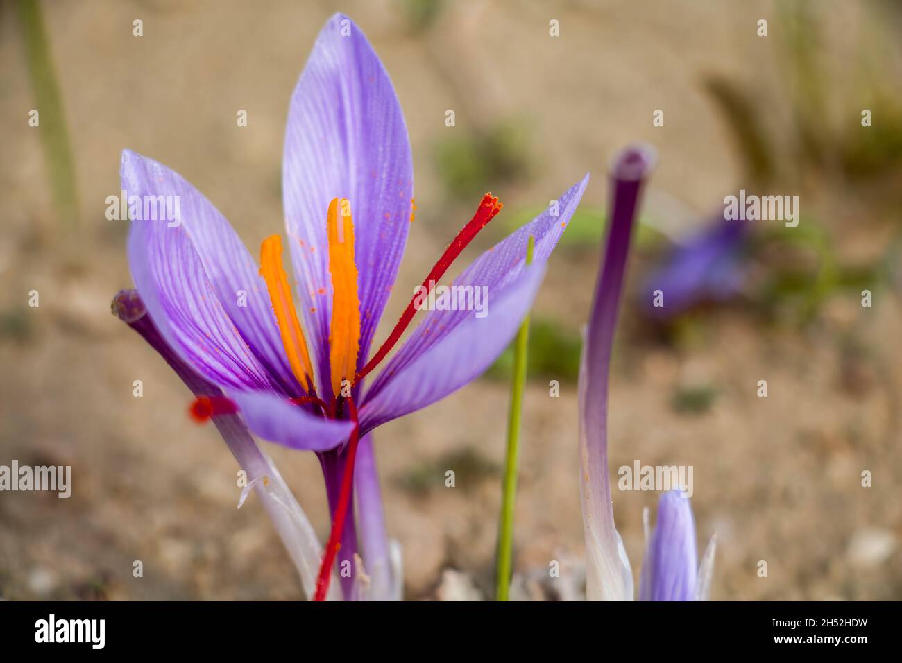 Fiori di zafferano sul campo. Crocus sativus fiore viola pianta sul terreno, primo piano vista. Stagione di raccolta del raccolto Foto Stock