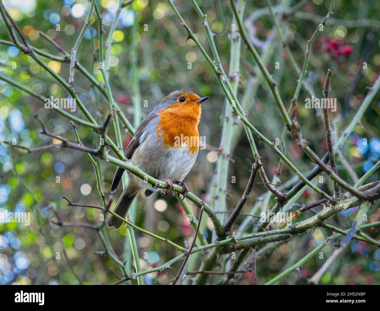 Rapina europea, Erithacus rubecula, arroccata in un cespuglio Foto Stock