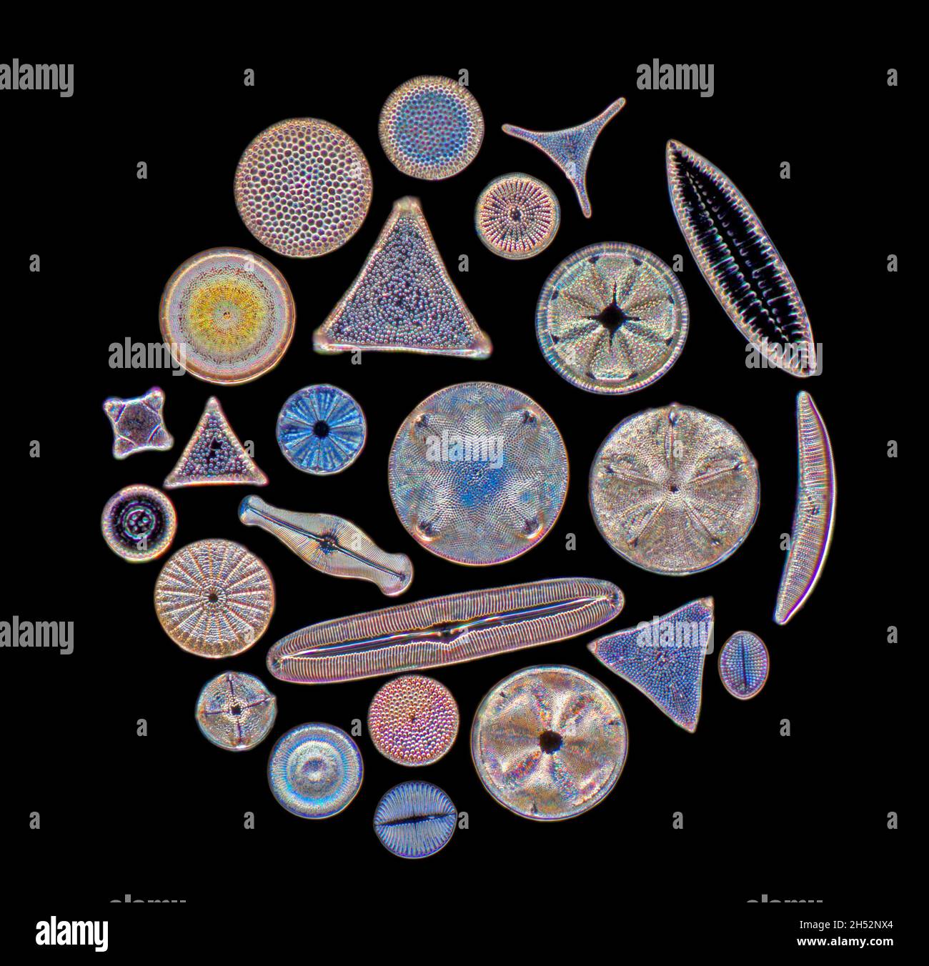 Un anello di diversi tipi e forme di diatomi, illuminazione a campo scuro Foto Stock