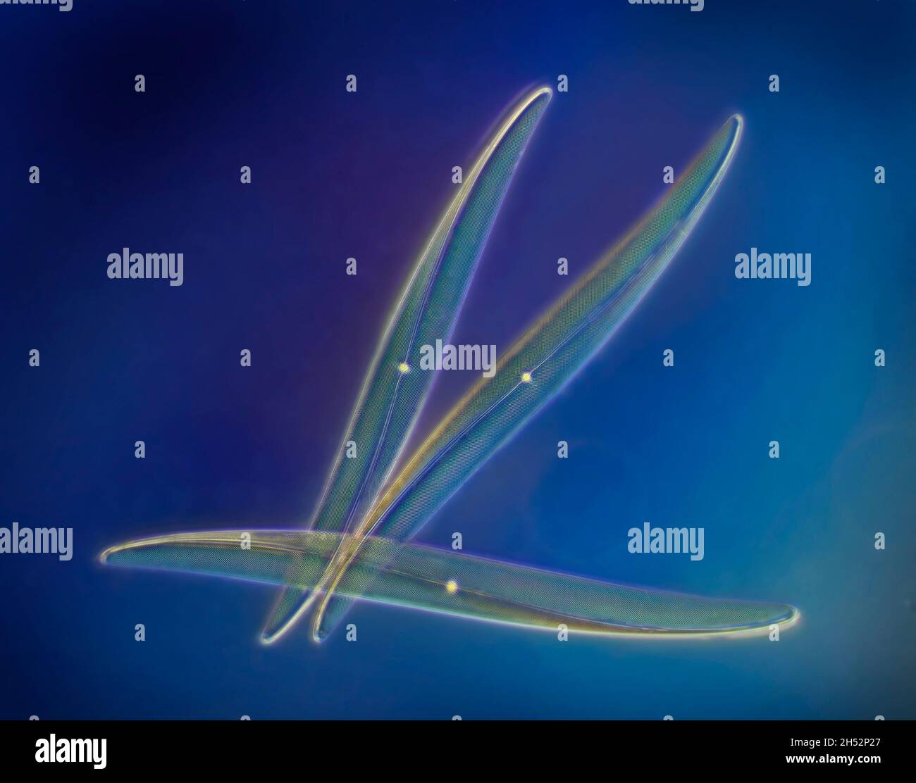 Diatomi, Pleurosigma formosum, illuminazione a condensatore Heine Foto Stock