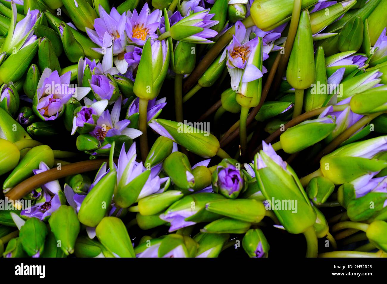 Pune, INDIA - Novembre 04 : Fiore a Market Yard a Pune durante il Festival di Diwali, i fiori sono utilizzati per dare pooja nei templi e per la decorazione a w Foto Stock