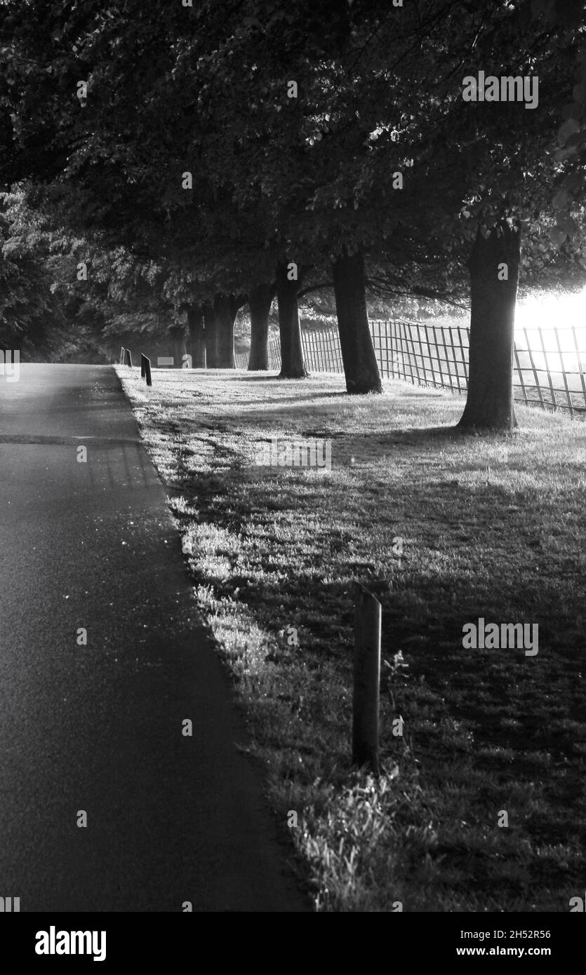 Strada alberata nel parco di campagna inglese, Lydiard Foto Stock